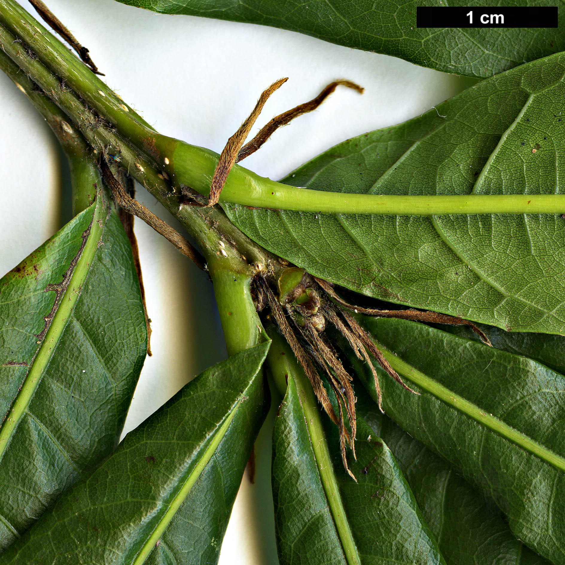 High resolution image: Family: Fagaceae - Genus: Quercus - Taxon: copeyensis